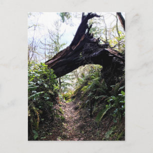 Carte Postale Chemin de la boucle de la forêt côtière, Cape Disn