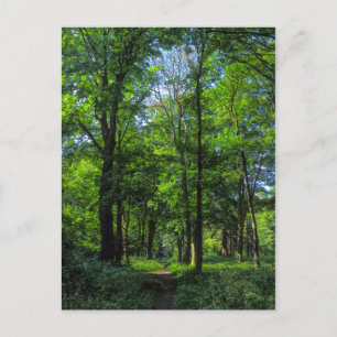 Carte Postale Chemin des bois. Blackweir Woods, Cardiff, Wales.