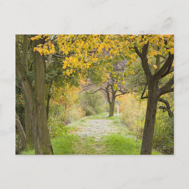 Carte Postale Chemin en automne (Devant)