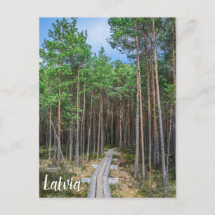 Carte Postale Chemin en bois dans la pinède