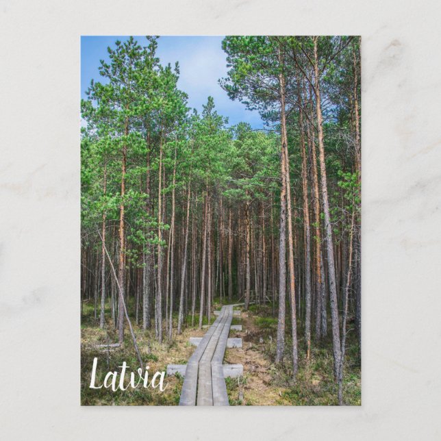 Carte Postale Chemin en bois dans la pinède (Devant)