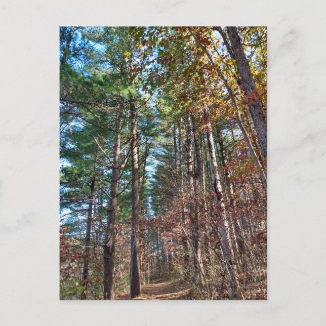 Carte Postale Chemin forestier (Devant)