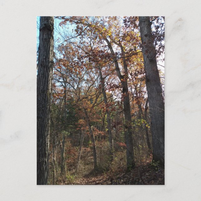 Carte Postale Chemin forestier (Devant)