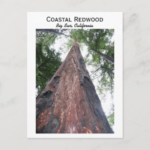 Carte Postale Chêne à bois - Big Sur, Californie