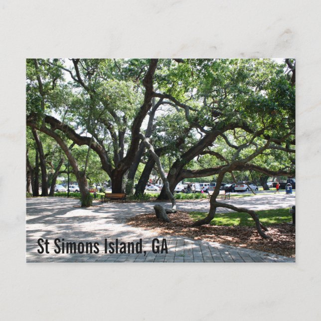 Carte Postale Chêne ambulant St Simons GA (Devant)