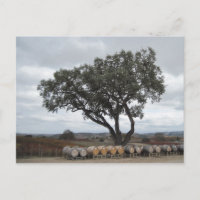 Chêne avec tonneaux de vin, Robles de chien