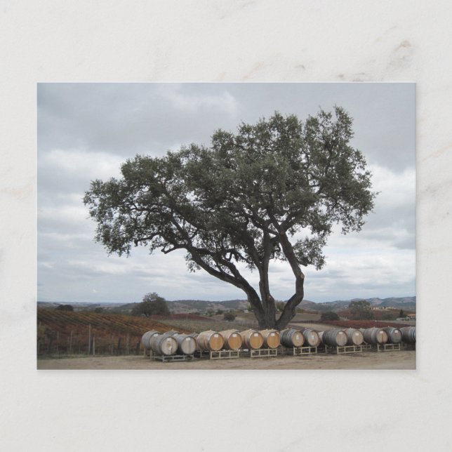 Carte Postale Chêne avec tonneaux de vin, Robles de chien (Devant)
