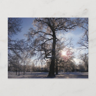 Carte Postale Chêne de Berea après la tempête de glace