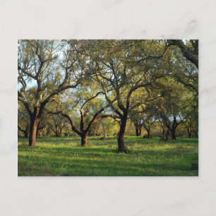 Carte Postale Chêne de liège, Alentejo, Portugal en Europe