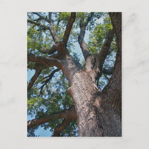 Carte Postale Chêne puissant