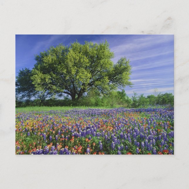Carte Postale Chêne vivant et pinceau de Texas, et Texas (Devant)