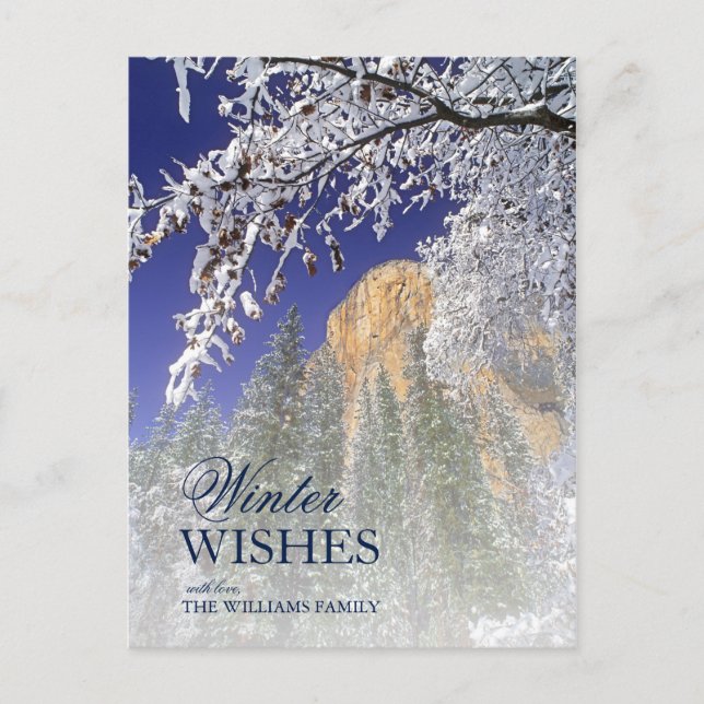Carte Postale Chênes noirs dans la neige à Yosemite (Devant)
