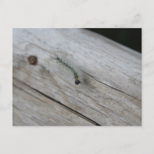 Carte Postale Chenille