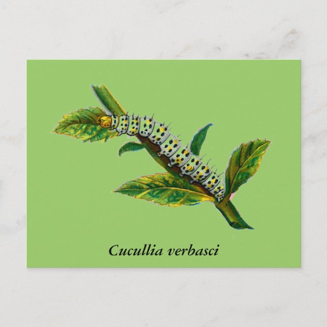 Carte Postale chenille de Cucullia verbasci (Devant)