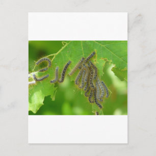 Carte Postale chenilles