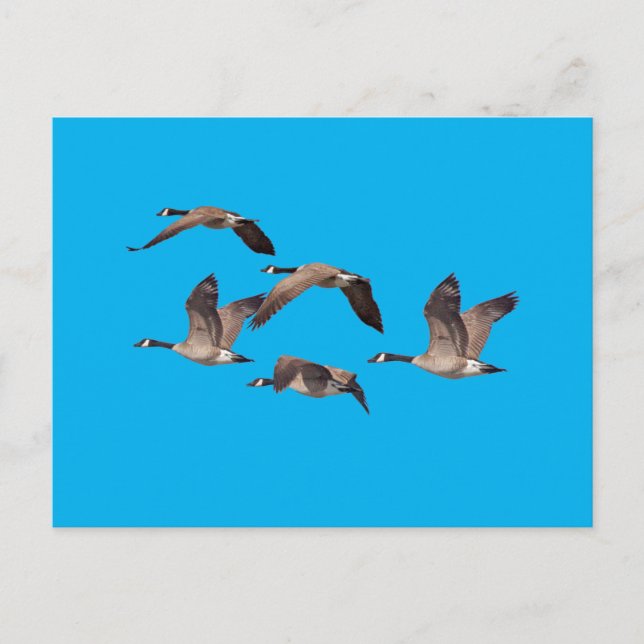 Carte Postale Cheptel d'oies sauvages (Devant)