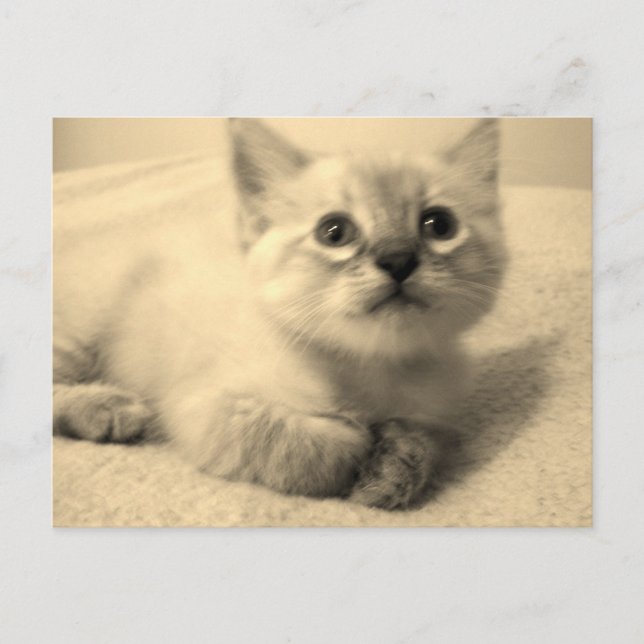 Carte postale chéri de Siamese (Devant)