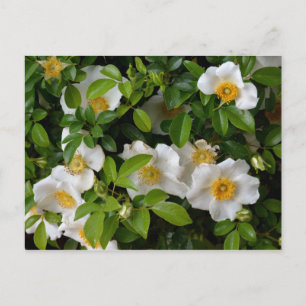 Carte Postale Cherokee Rose