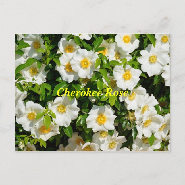 Carte Postale Cherokee Rose (Devant)