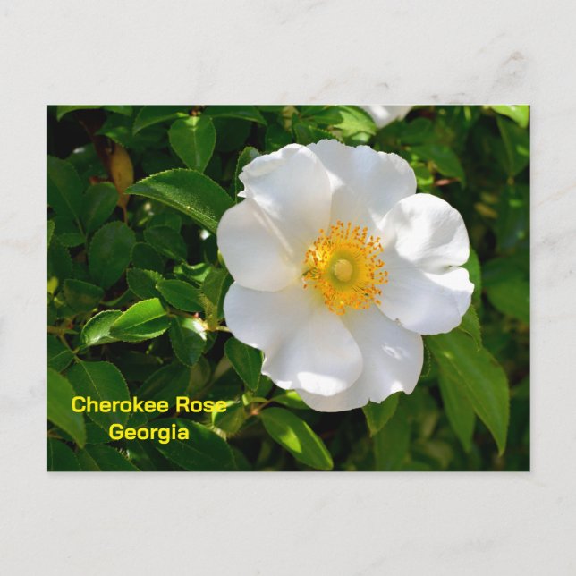 Carte Postale Cherokee Rose State flower of Georgia (Devant)