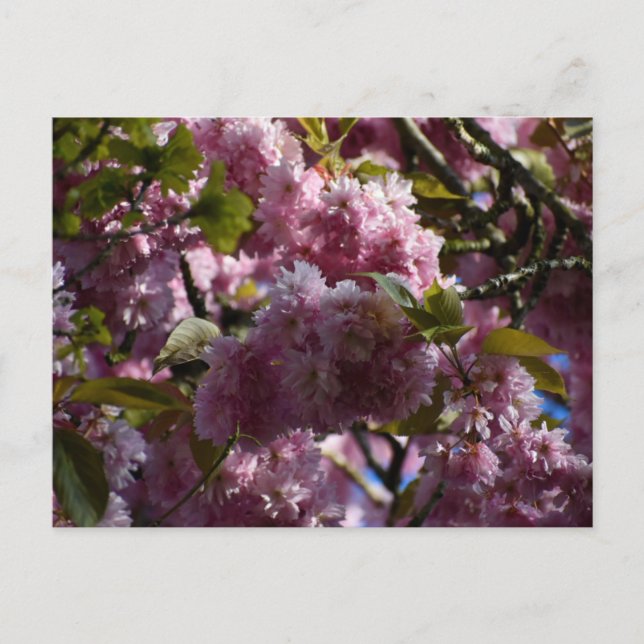 Carte Postale Cherry blossom  (Devant)