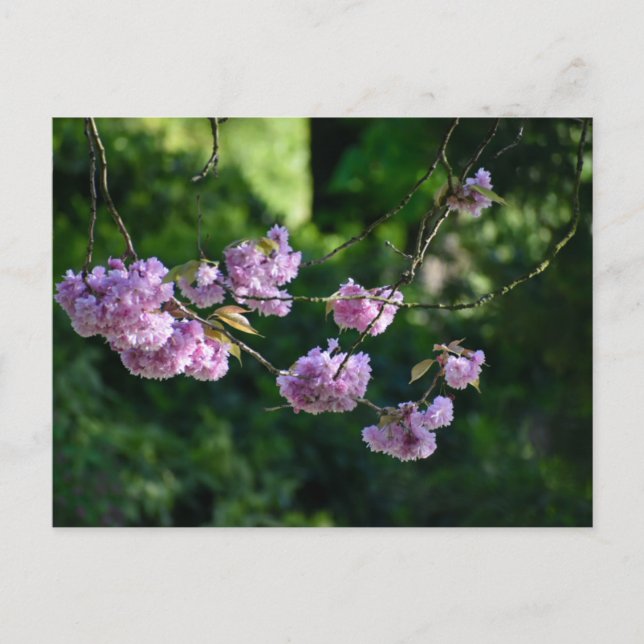 Carte Postale Cherry blossom  (Devant)