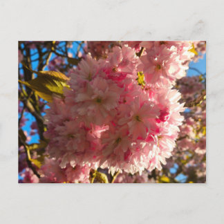 Carte Postale Cherry blossom 