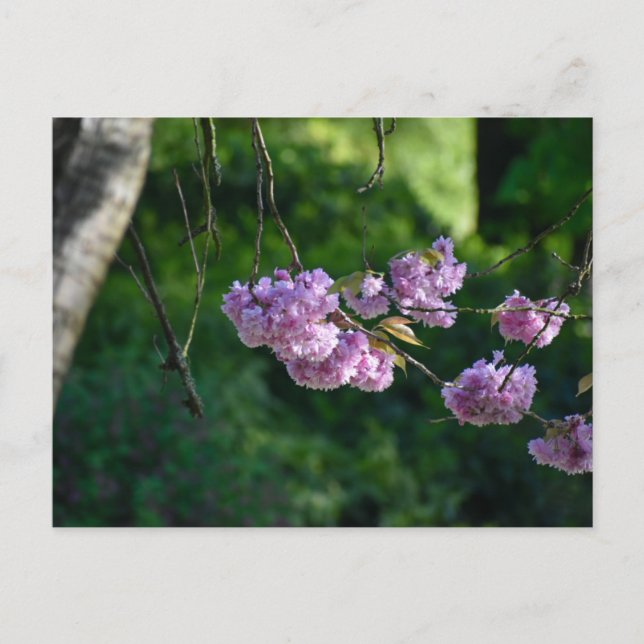 Carte Postale Cherry blossom  (Devant)