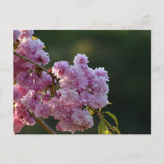 Carte Postale Cherry Blossom  (Devant)
