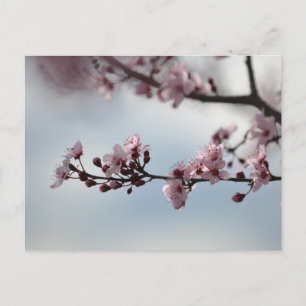 Carte Postale Cherry Blossom et Sky