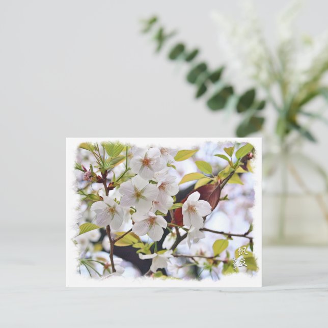 Carte Postale Cherry Blossom: Hotate (Debout devant)