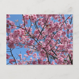 Carte Postale Cherry Blossom : Japon