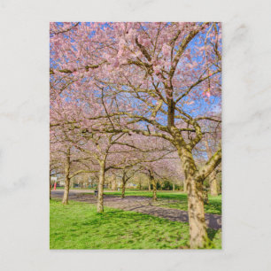 Carte postale Cherry Blossom London UK