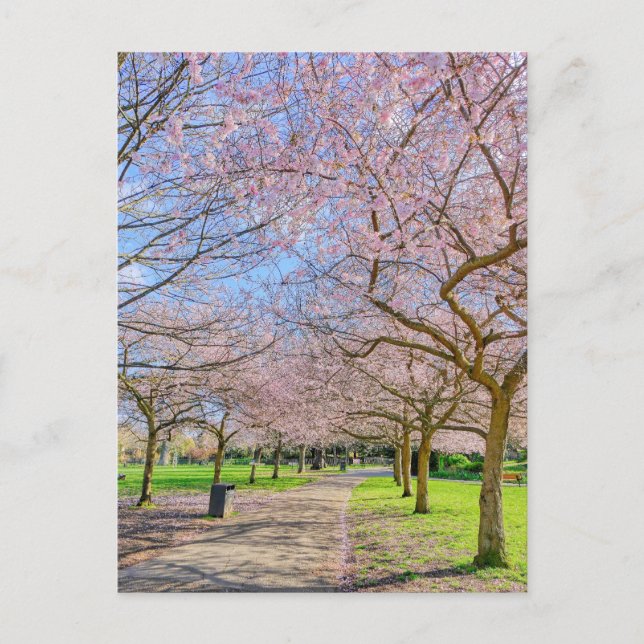 Carte postale Cherry Blossom London UK (Devant)