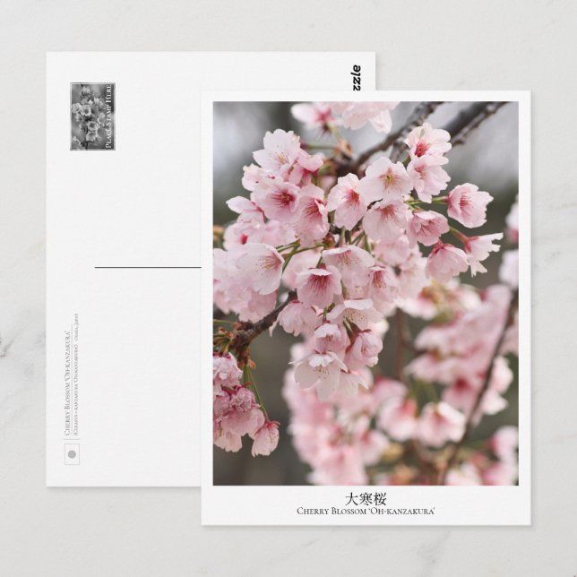 Carte Postale Cherry Blossom ‘Oh-kanzakura’ (Devant / Derrière)