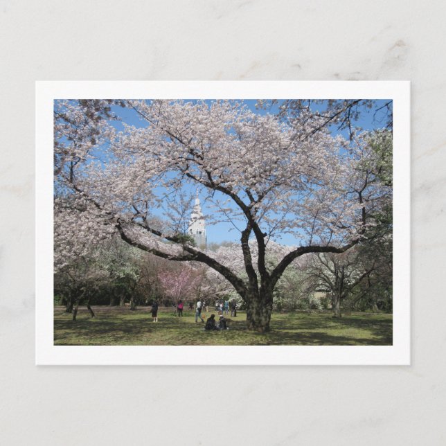 Carte Postale Cherry Blossom: Shinjuku Gyoen Garden (Devant)