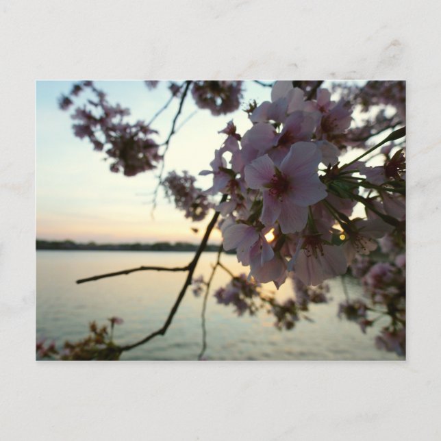 Carte Postale Cherry Blossom Sunset à Washington DC (Devant)