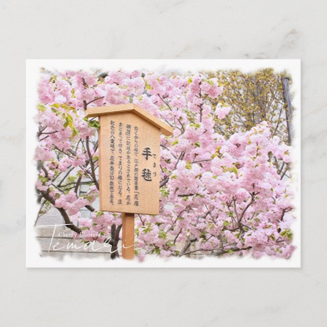 Carte Postale Cherry Blossom "Temari" ポストカード (Devant)
