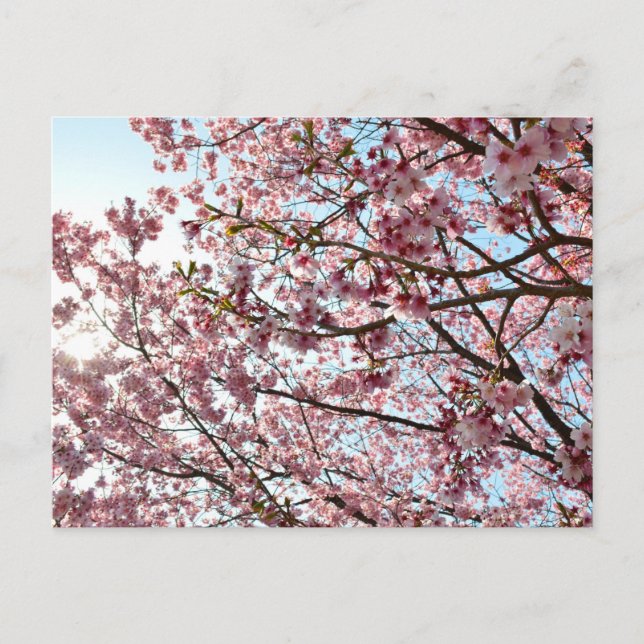 Carte Postale Cherry Blossom : Tokyo, Japon (Devant)