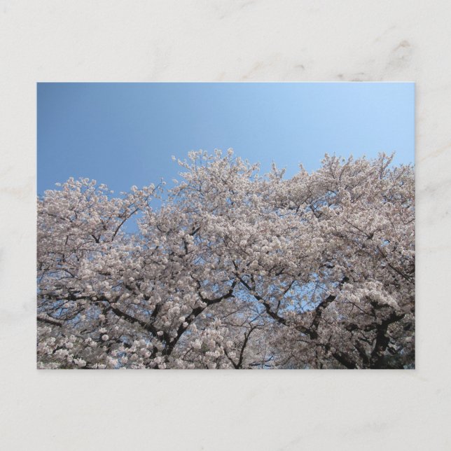 Carte Postale Cherry Blossom : Tokyo, Japon (Devant)