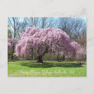 Carte Postale Cherry Blossom Village 03