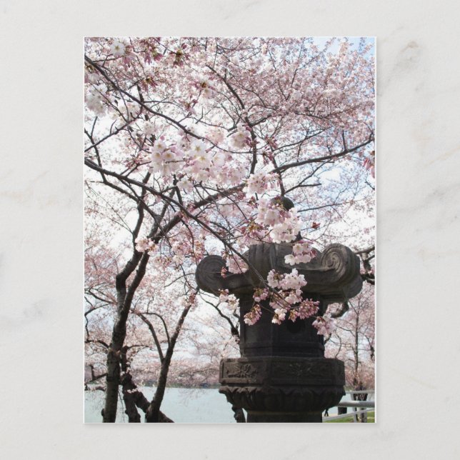 Carte Postale Cherry Blossom Washington DC (Devant)