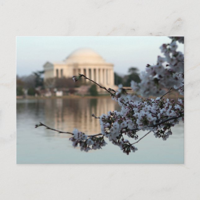 Carte Postale Cherry Blossom Washington DC (Devant)