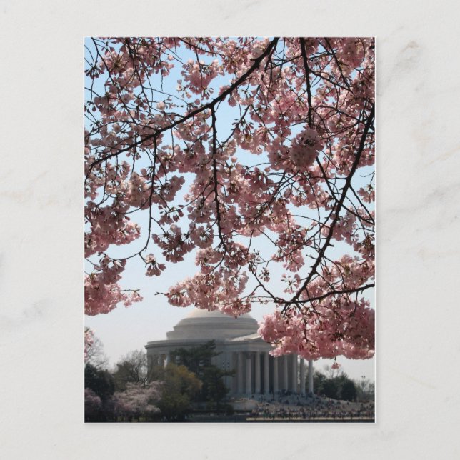 Carte Postale Cherry Blossom Washington DC (Devant)