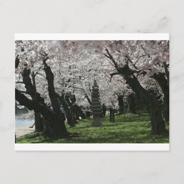 Carte Postale Cherry Blossom Washington DC (Devant)