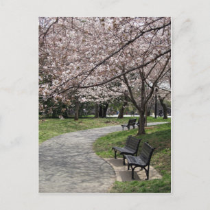 Carte Postale Cherry Blossom Washington DC