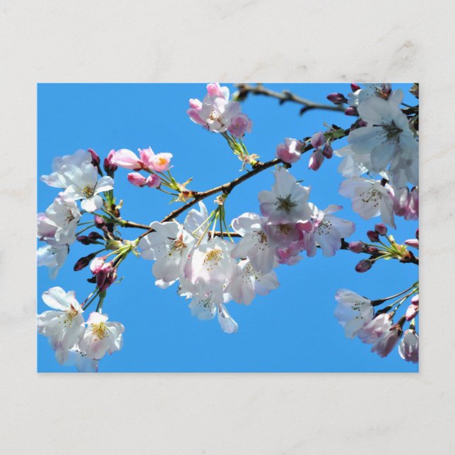 Carte postale Cherry Blossoms (Devant)
