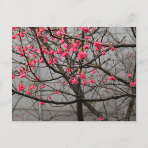 Carte Postale Cherry Blossoms