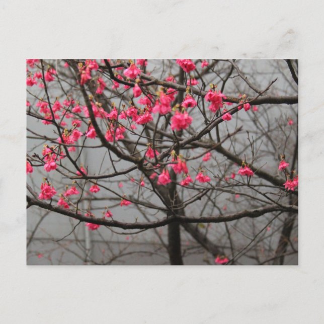 Carte Postale Cherry Blossoms (Devant)