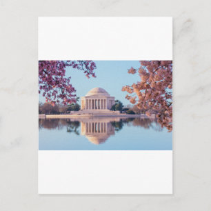 Carte Postale Cherry Blossoms à Washington DC